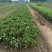 河南精品栀子花种苗基地，专业种植栀子花苗200亩基地直供