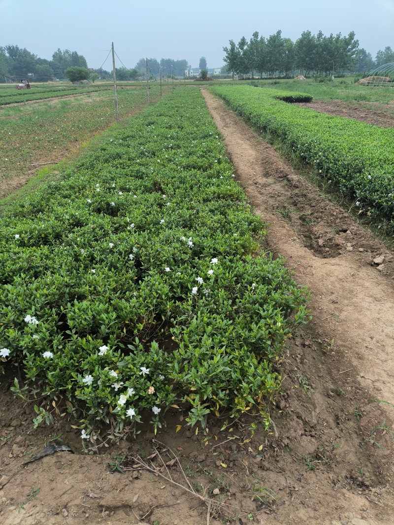 河南精品栀子花种苗基地，专业种植栀子花苗200亩基地直供