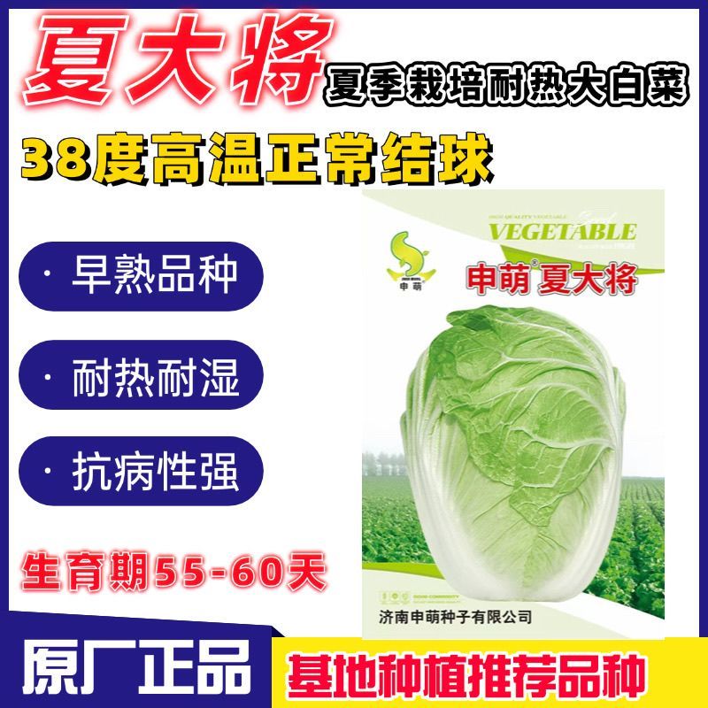 耐热夏大将大白菜种子夏季抗热耐高温早熟大白菜种籽大田基地