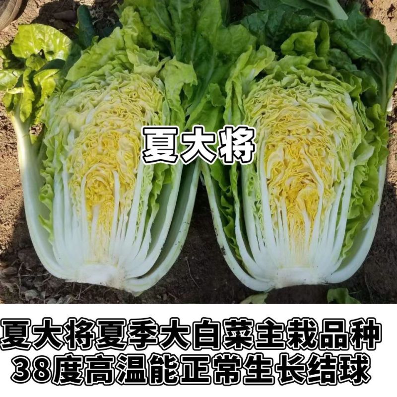 耐热夏大将大白菜种子夏季抗热耐高温早熟大白菜种籽大田基地