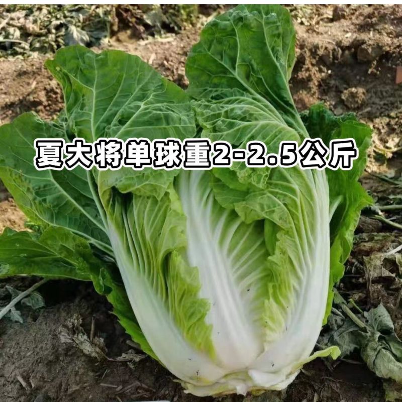 耐热夏大将大白菜种子夏季抗热耐高温早熟大白菜种籽大田基地