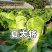 耐热夏大将大白菜种子夏季抗热耐高温早熟大白菜种籽大田基地
