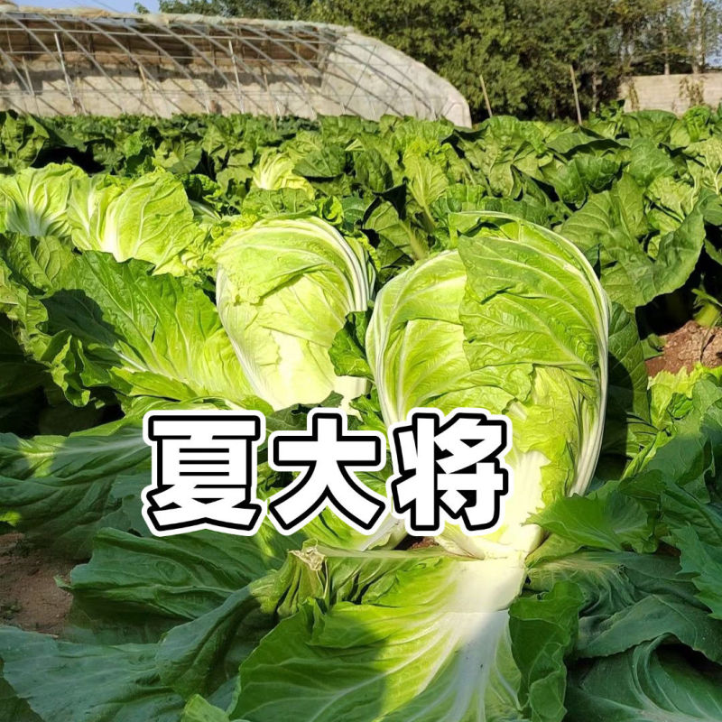 耐热夏大将大白菜种子夏季抗热耐高温早熟大白菜种籽大田基地