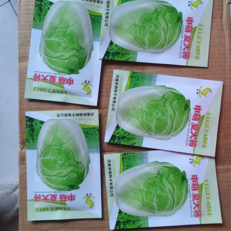 耐热夏大将大白菜种子夏季抗热耐高温早熟大白菜种籽大田基地