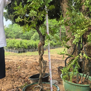 黑骨茶、小叶紫檀，基地大量现货