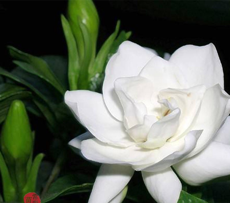栀子花切花，栀子花鲜花，栀子花花朵，栀子花鲜切花