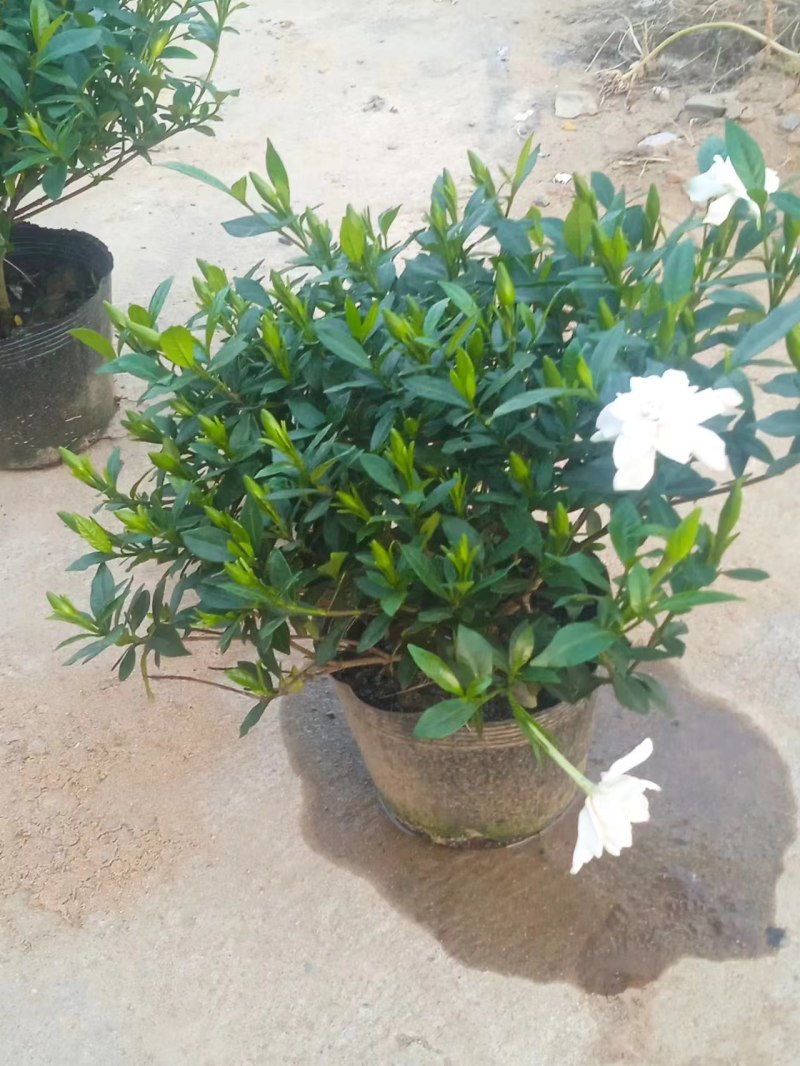 栀子花切花，栀子花鲜花，栀子花花朵，栀子花鲜切花