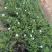 栀子花切花，栀子花鲜花，栀子花花朵，栀子花鲜切花