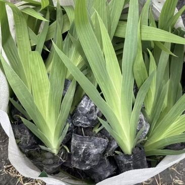 德国鸢尾杯苗，自产自销，大量批发，冠幅饱满。