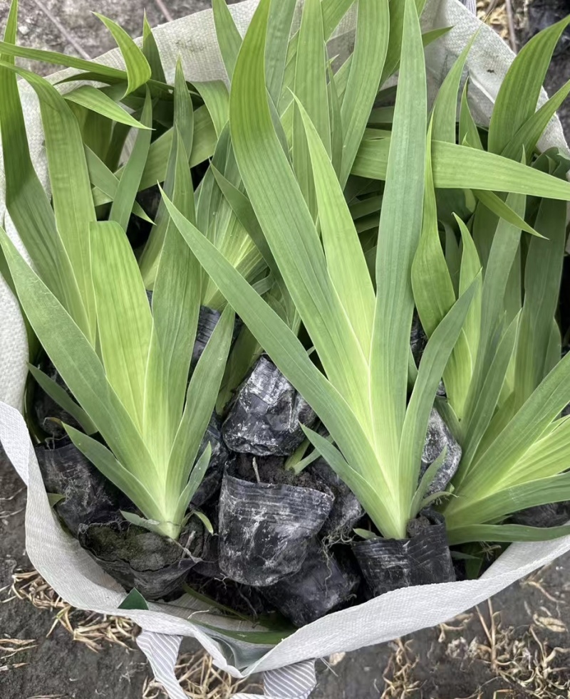 德国鸢尾杯苗，自产自销，大量批发，冠幅饱满。