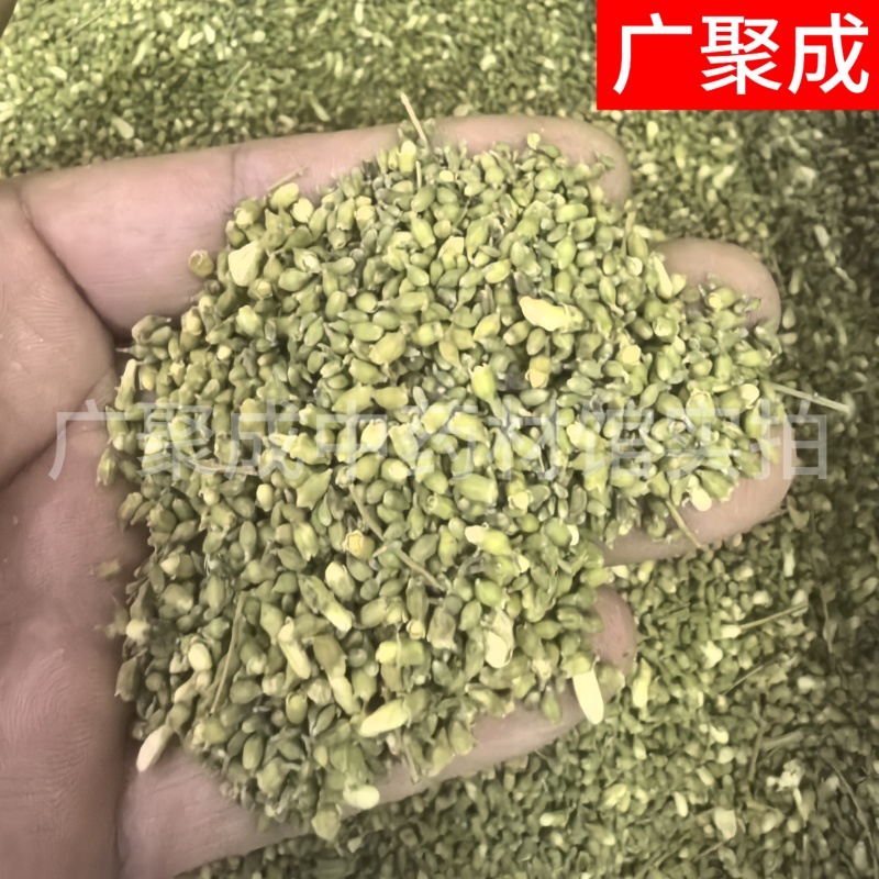 槐米国槐米手工采摘自然晾晒干度好青绿色无开花