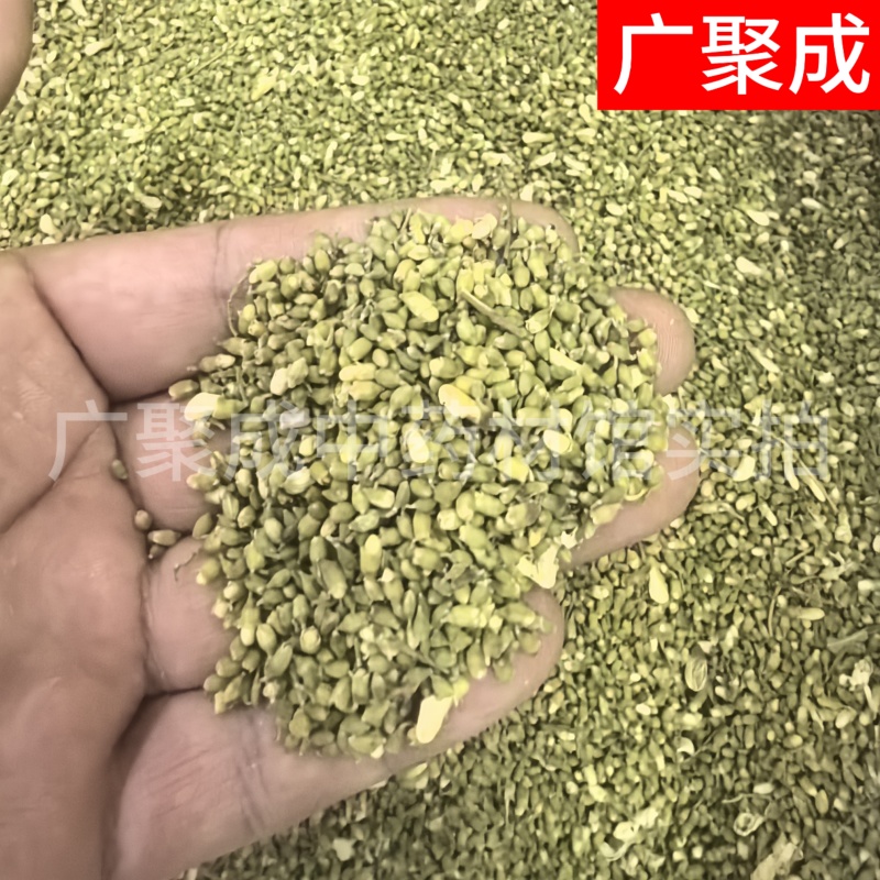 槐米国槐米手工采摘自然晾晒干度好青绿色无开花