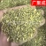 槐米国槐米手工采摘自然晾晒干度好青绿色无开花