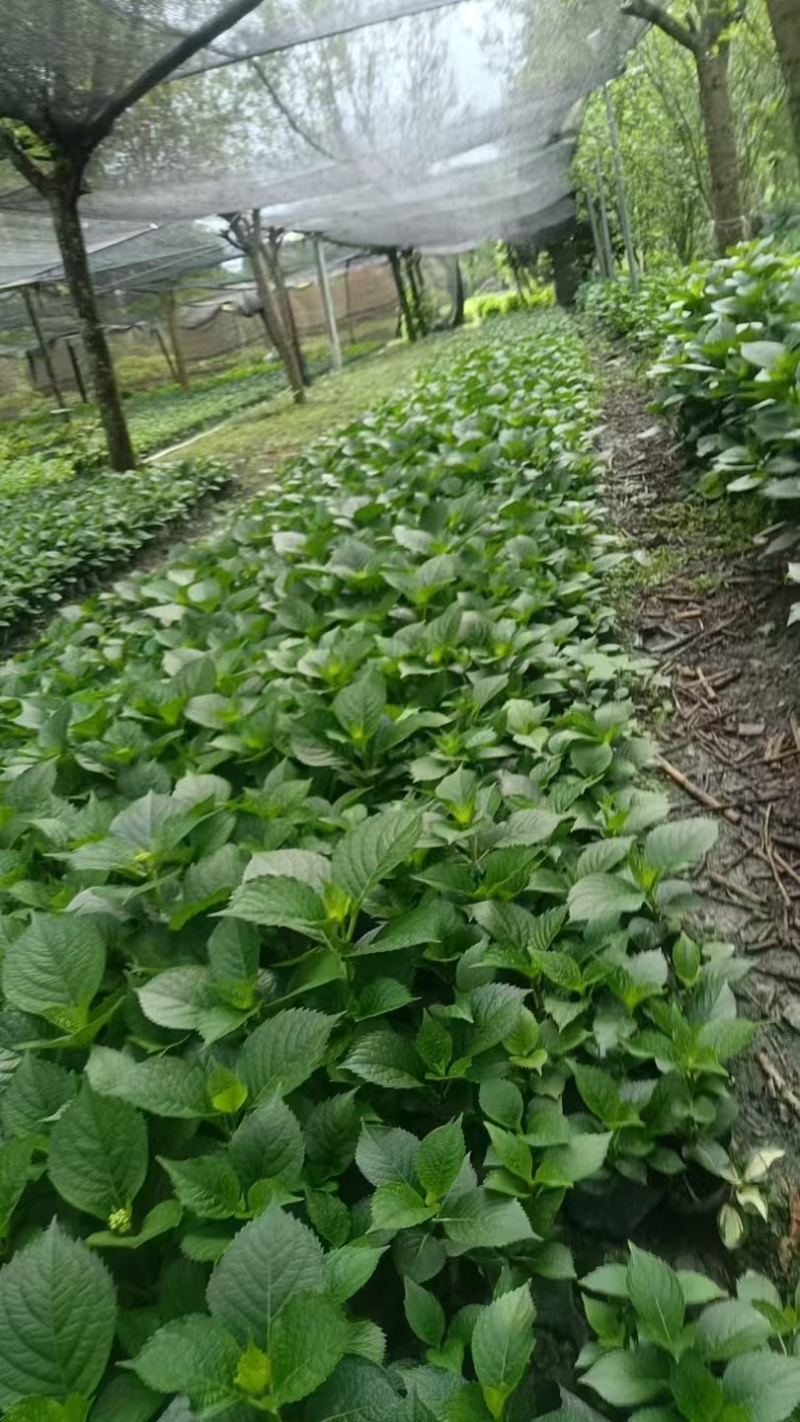 绣球容器苗，高度20，30，40厘米各种规格，基地批发