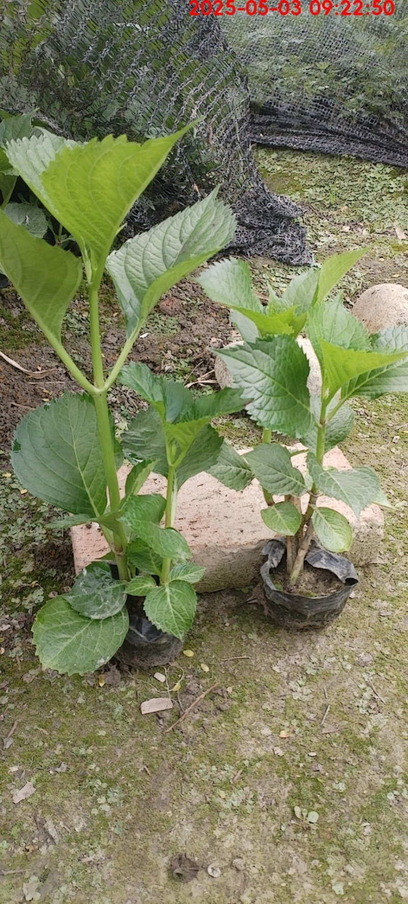 绣球容器苗，高度20，30，40厘米各种规格，基地批发