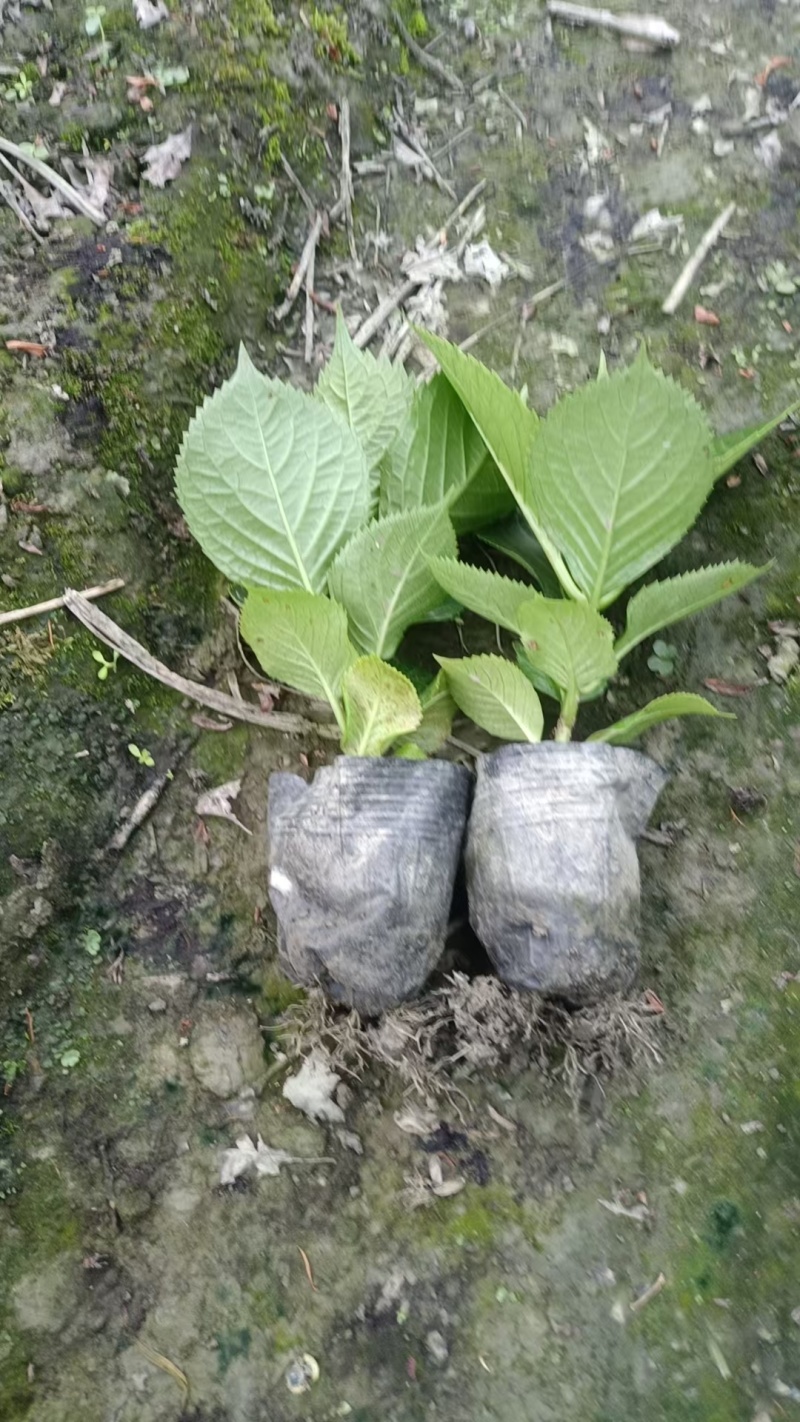 绣球容器苗，高度20，30，40厘米各种规格，基地批发