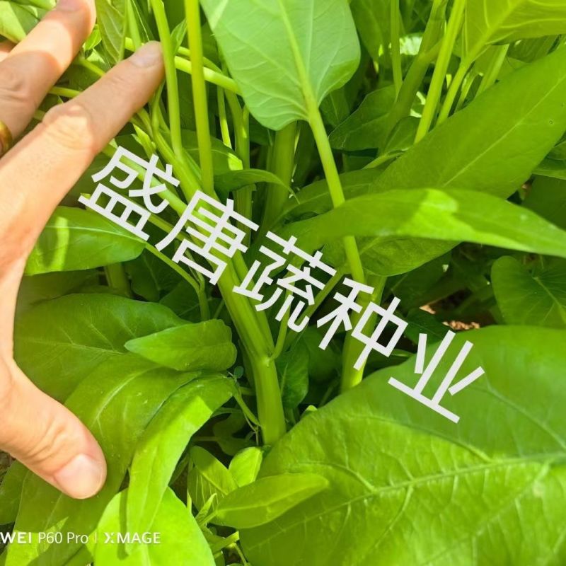 正宗三叉大叶空心菜种子叶片肥厚正宗三叉耐热耐湿大叶空心菜