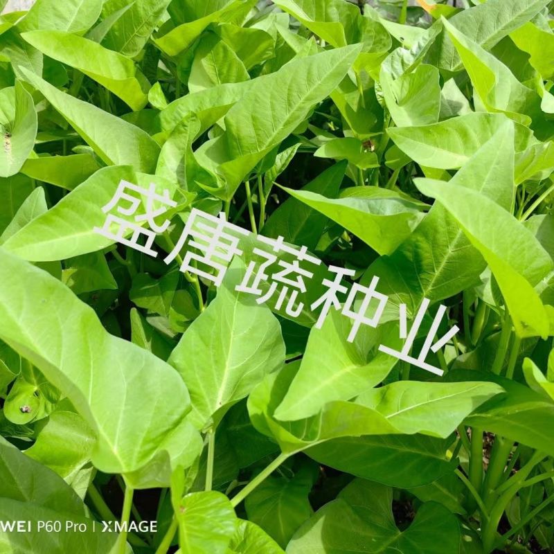 正宗三叉大叶空心菜种子叶片肥厚正宗三叉耐热耐湿大叶空心菜