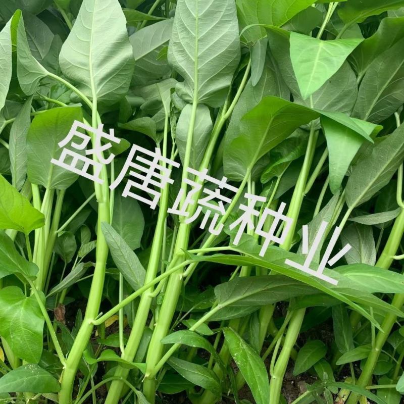 正宗三叉大叶空心菜种子叶片肥厚正宗三叉耐热耐湿大叶空心菜