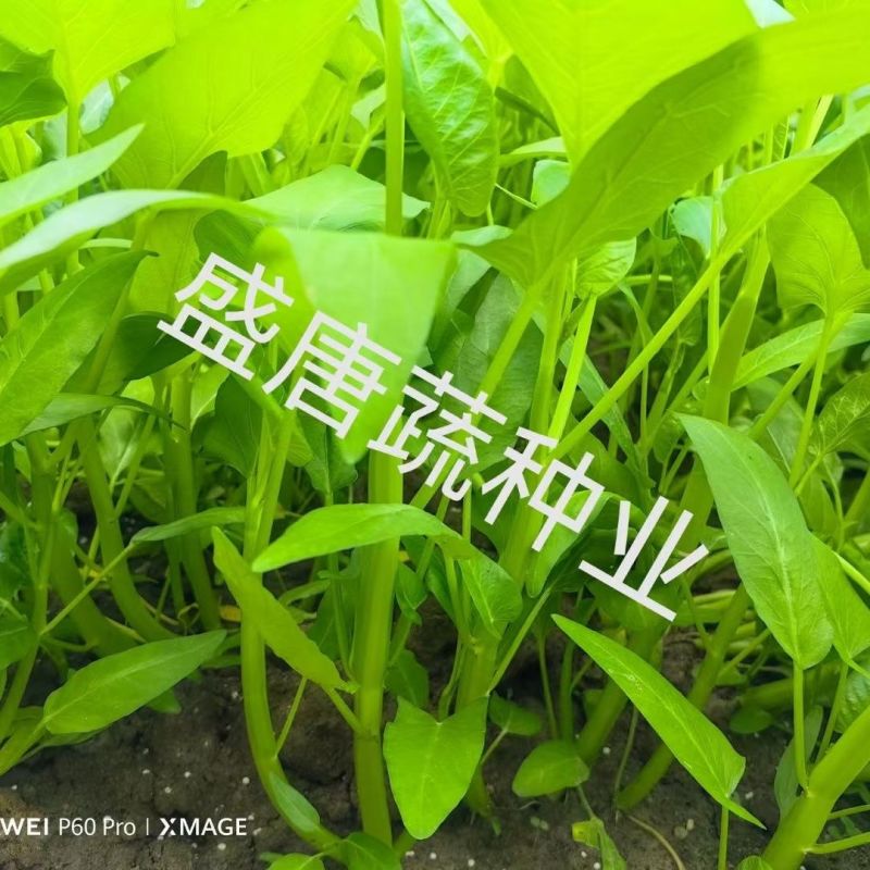 正宗三叉大叶空心菜种子叶片肥厚正宗三叉耐热耐湿大叶空心菜
