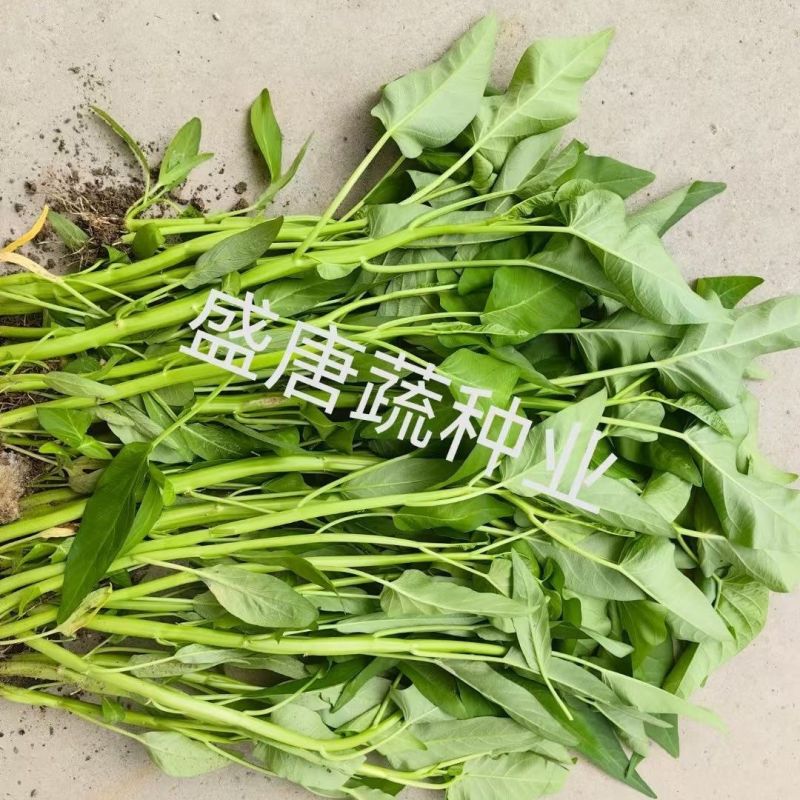 正宗三叉大叶空心菜种子叶片肥厚正宗三叉耐热耐湿大叶空心菜