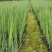 黄菖蒲、黄花鸢尾、水生植物杯苗，基地批发，各种规格