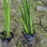 黄菖蒲、黄花鸢尾、水生植物杯苗，基地批发，各种规格