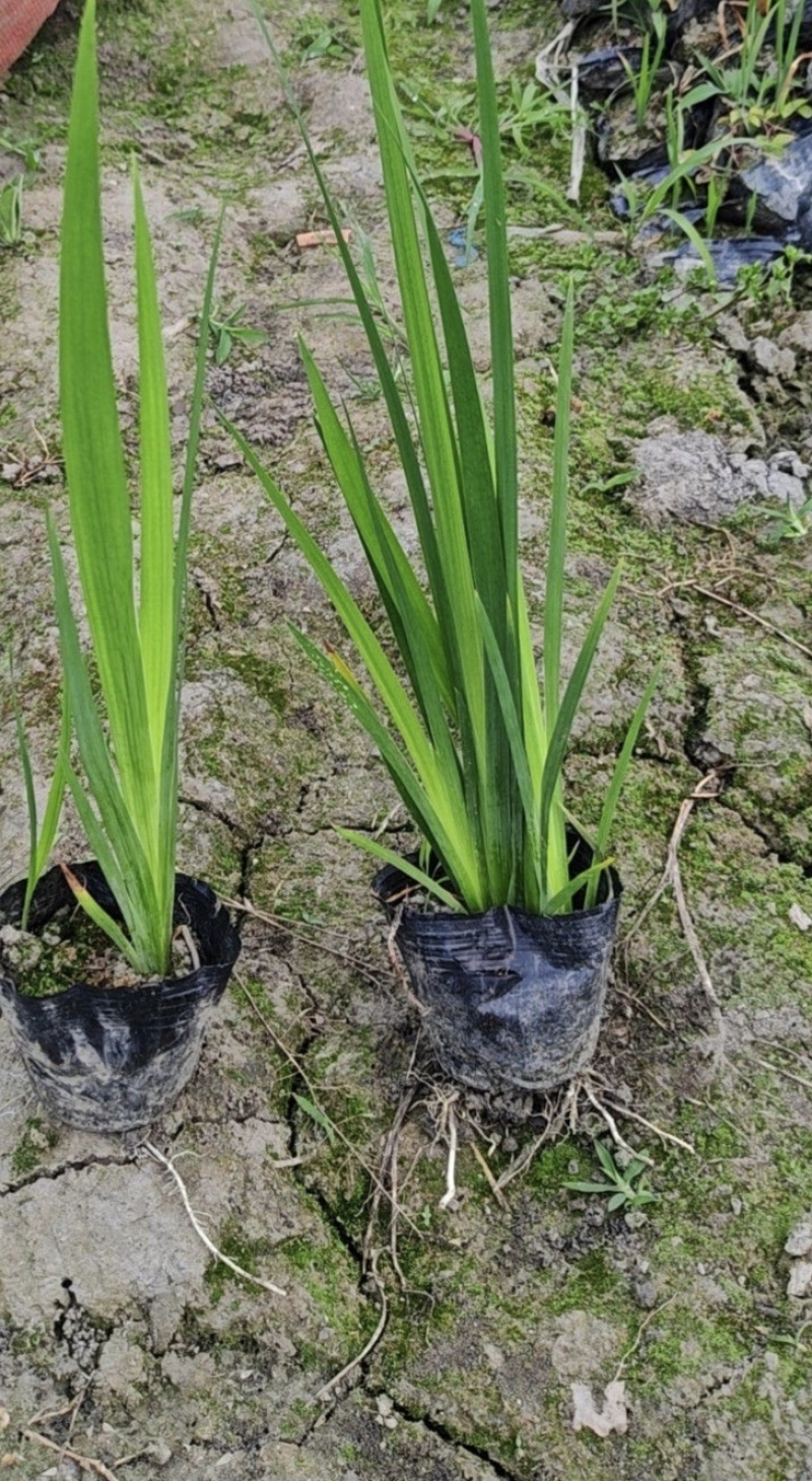 黄菖蒲、黄花鸢尾、水生植物杯苗，基地批发，各种规格