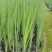 黄菖蒲、黄花鸢尾、水生植物杯苗，基地批发，各种规格