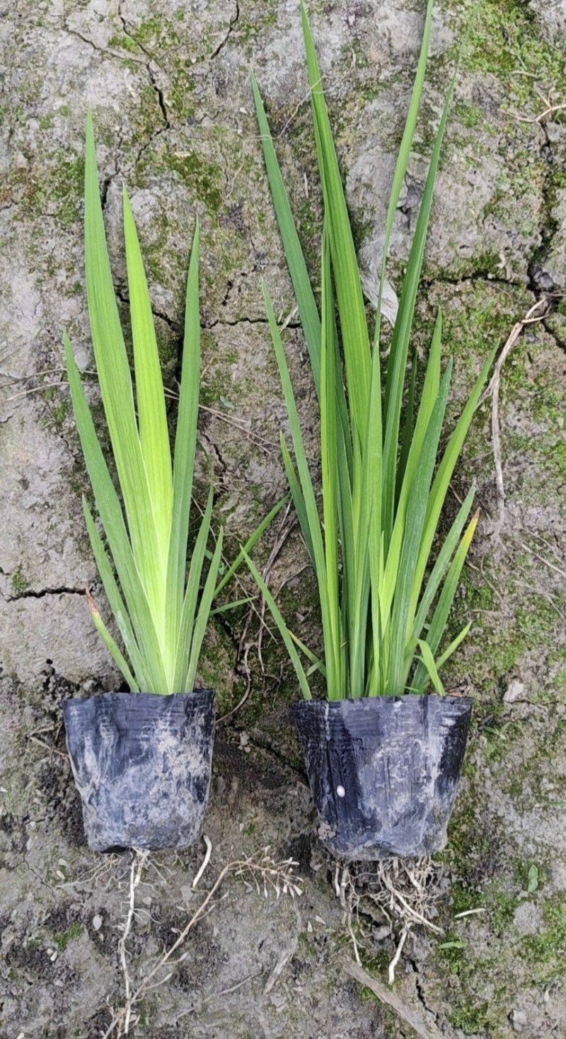 黄菖蒲、黄花鸢尾、水生植物杯苗，基地批发，各种规格