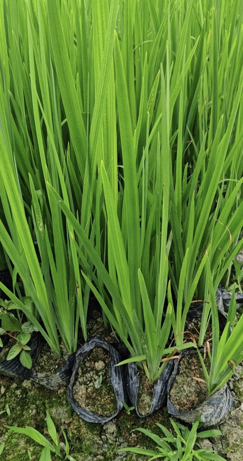 黄菖蒲、黄花鸢尾、水生植物杯苗，基地批发，各种规格