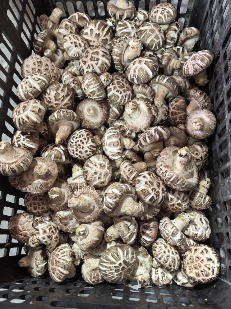 精品花菇，原产地直销数量有限欢迎大家前来选购