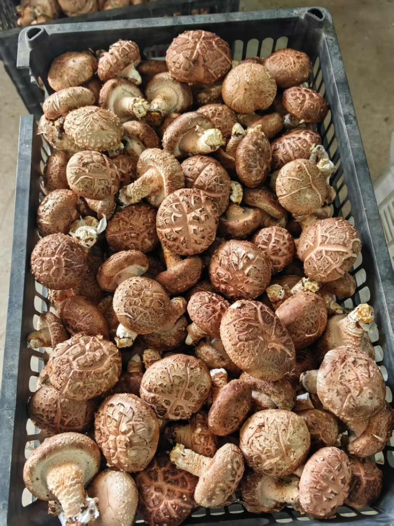 精品花菇，原产地直销数量有限欢迎大家前来选购