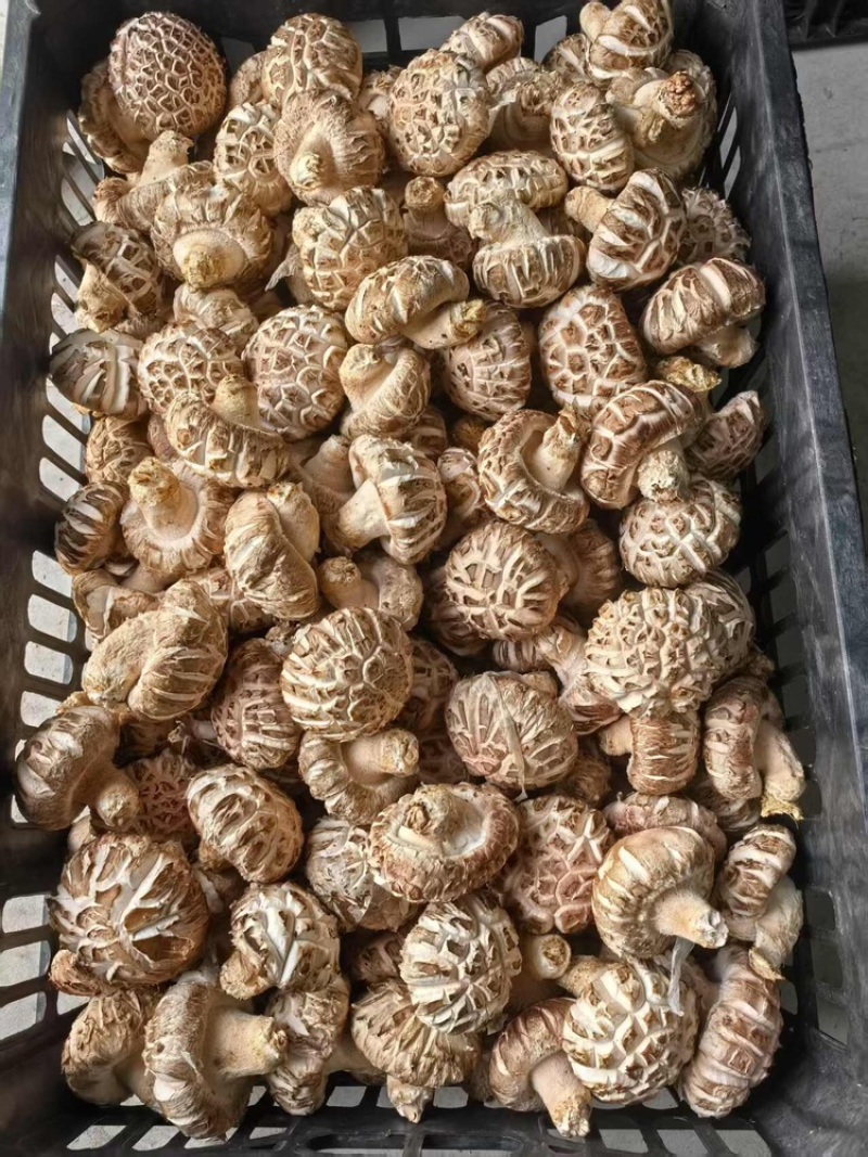 精品花菇，原产地直销数量有限欢迎大家前来选购