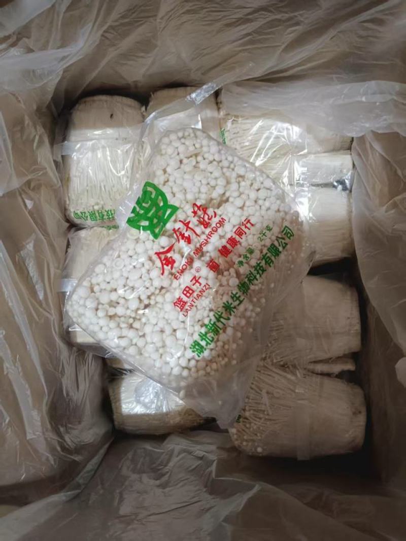 精品金针菇大量供货对接商超市场社区团购饭店等来电谈