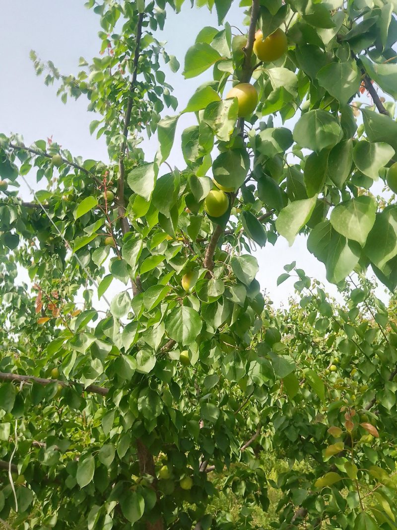 运城各种杏，有金太阳，丰园红，贵妃等品大量上市