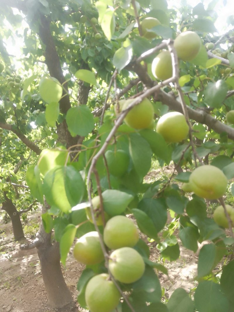 运城各种杏，有金太阳，丰园红，贵妃等品大量上市
