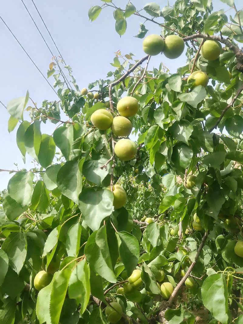 运城各种杏，有金太阳，丰园红，贵妃等品大量上市