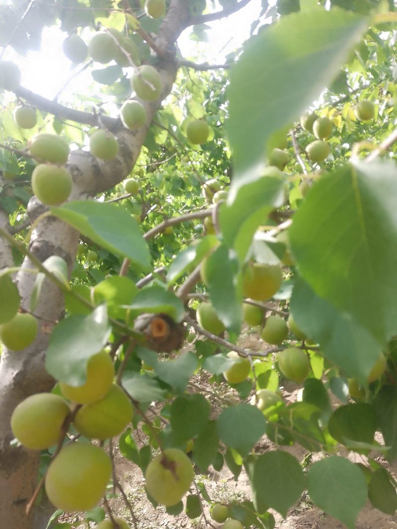 运城各种杏，有金太阳，丰园红，贵妃等品大量上市