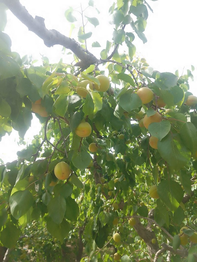 运城各种杏，有金太阳，丰园红，贵妃等品大量上市