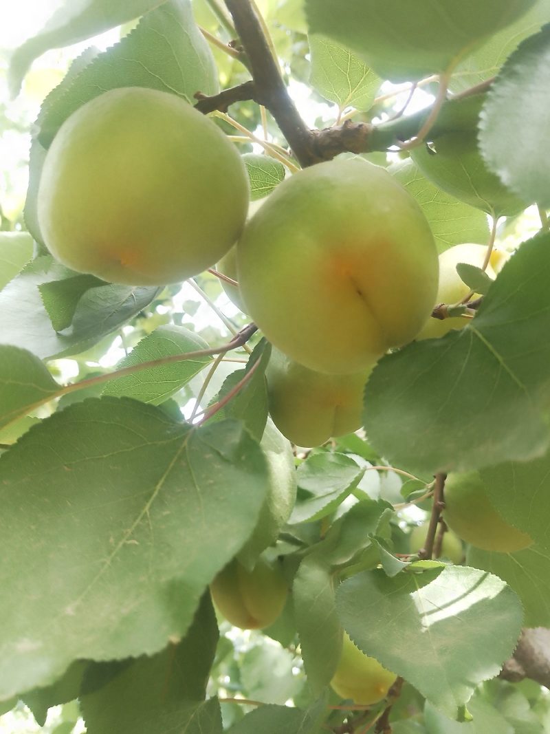 运城各种杏，有金太阳，丰园红，贵妃等品大量上市