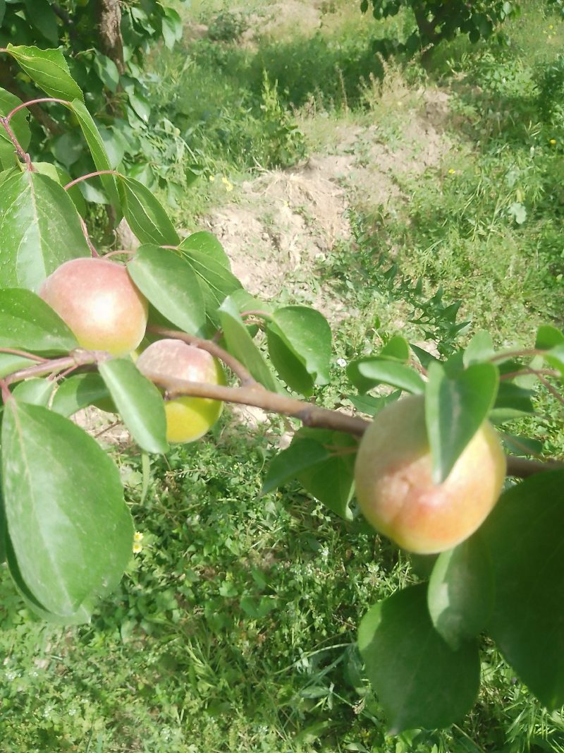 运城各种杏，有金太阳，丰园红，贵妃等品大量上市