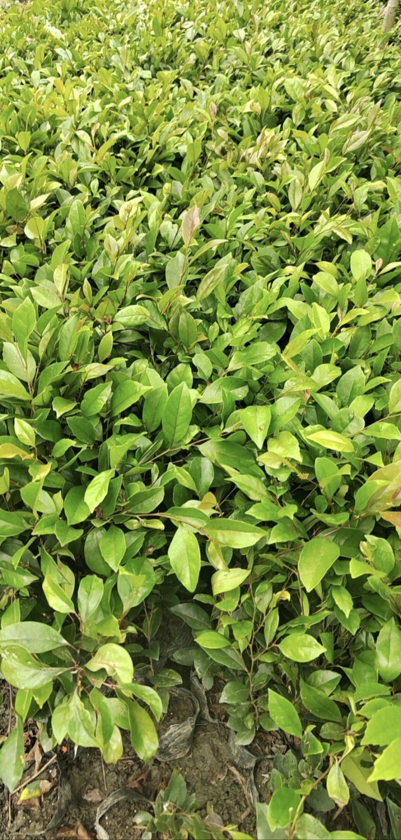 中华蚊母，高度30-50厘米，基地批发，各种规格。