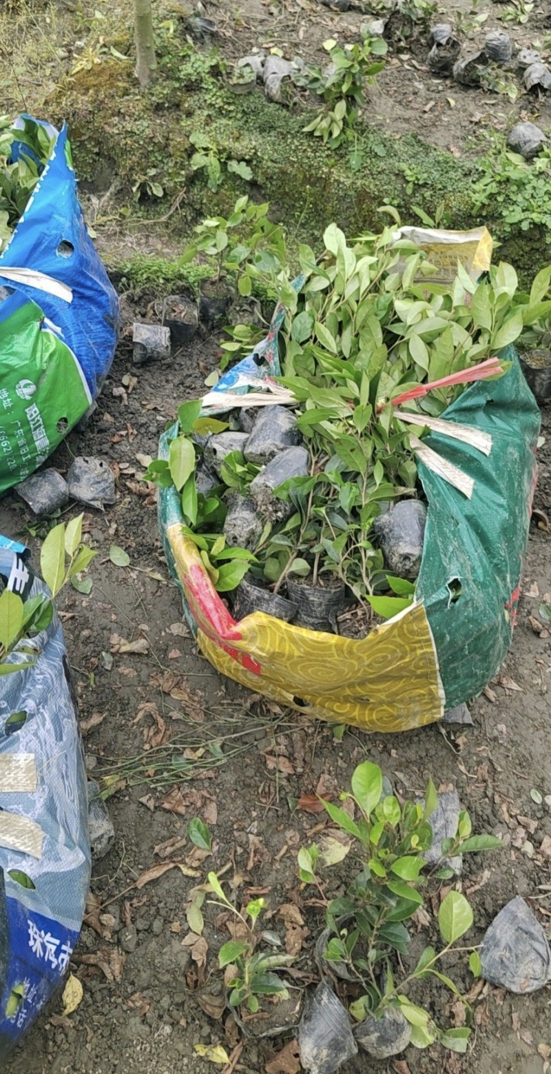 中华蚊母，高度30-50厘米，基地批发，各种规格。