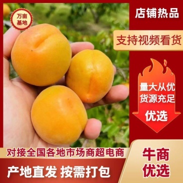 山西运城露天金太阳杏丰园红杏大量上市全国发货欢迎合作。