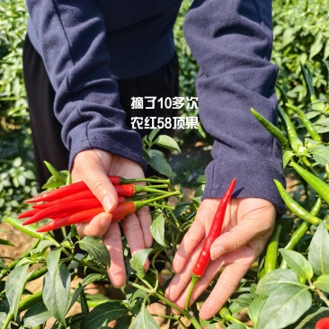 农红58大果朝天椒种子，高产抗病好管理，厂家直销，招代理