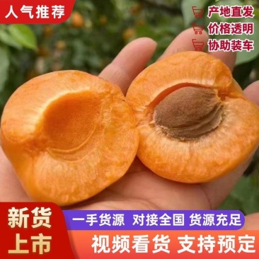 〔推荐〕2026山西露天金太阳丰源红杏一手货源质量保证。
