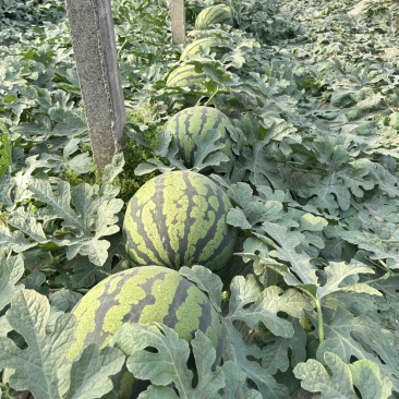 山东西瓜代甜王西昌乐西瓜包熟包甜一茬15斤打底