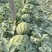 山东西瓜代甜王西昌乐西瓜包熟包甜一茬15斤打底