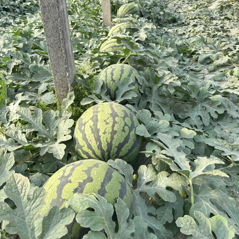 山东西瓜代甜王西昌乐西瓜包熟包甜一茬15斤打底
